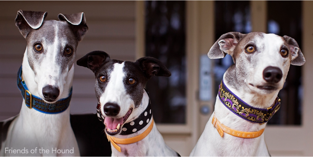 Melbourne sales greyhound adoption